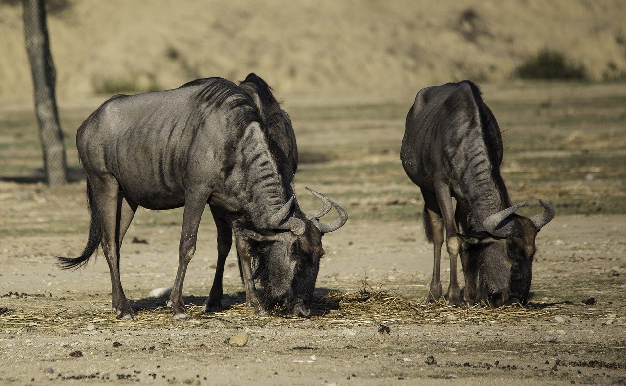 餌を食べる2頭のヌー
